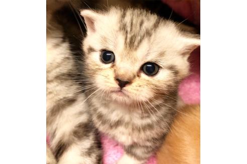 成約済の大阪府のマンチカン-7258の3枚目